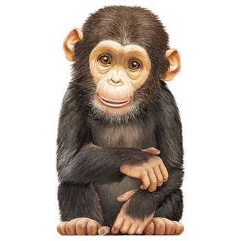 Little Chimp