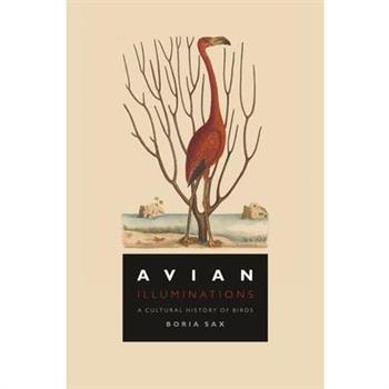 Avian Illuminations