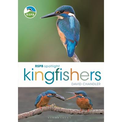 Rspb Spotlight Kingfishers
